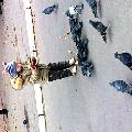 Сынок с голубями скачать фото