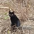 Черная кошка скачать фото