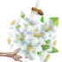 cvety_34.png