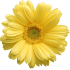 cvety_4.png