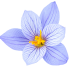 cvety_46.png
